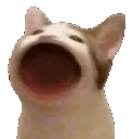 hehefunnycatreverse hehefunnycatreverse