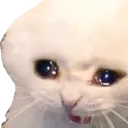 sadcat