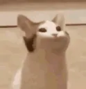 catpop