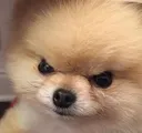 angypom