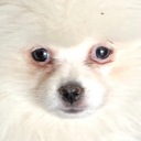 sleeplessdog Discord emoji