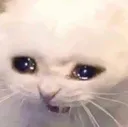 catto