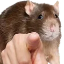 pointingrat