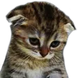 SadCat
