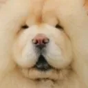 smolwhiteboi