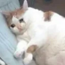 sadcat