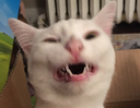 JK_coves_cat Discord emoji