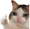 WF_cat_sad_ok