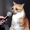 Cryingcat