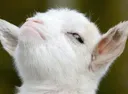 smug