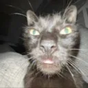 y_sexccat