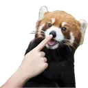 Pandaboop Discord Emoji