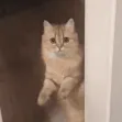 gtfozakia gtfozakia