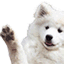 doggowave Discord emoji