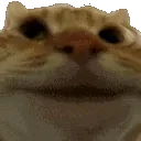 fastcatyes