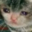 sadcat