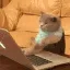 typingcat