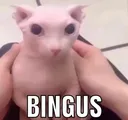 bingus