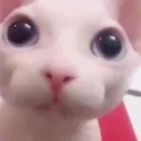 bingus2 bingus2