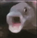 pogfishf2p