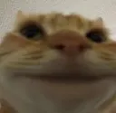 smileycat
