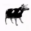 cowdance cowdance