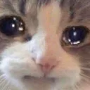 sadcat