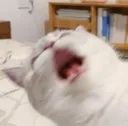 aaaaaaaaaaaaaaaaah aaaaaaaaaaaaaaaaah