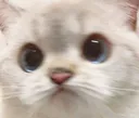 pout_kitty