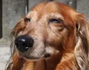 doge
