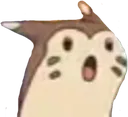 SurprisedFurret SurprisedFurret