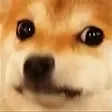 weirddoge