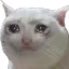 sadcat Discord Emoji