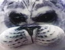 raspystare2
