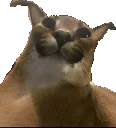 funnyflop funnyflop