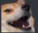 Happydoge happydoge Discord Emoji
