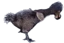 dodo