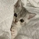 umiruscatpeek