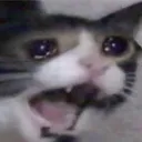 cat_cry cat_cry