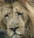 Sadlion