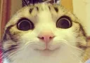 cutecat