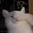 Cat Facepalm CatFacePalm Discord Emoji