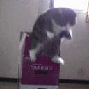 catwuhu Discord Emoji