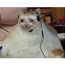 Catfat Discord Emoji