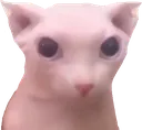 bingus