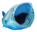 Pogshark pogshark Discord Emoji