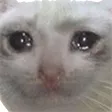 SADCAT