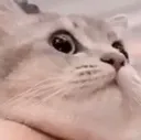 scKittyStare