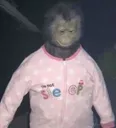 monke