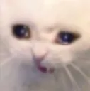 ze_catcry ze_catcry